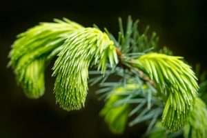 Pale green clusters of Sitka spruce needles against a black background for article on tree die-back