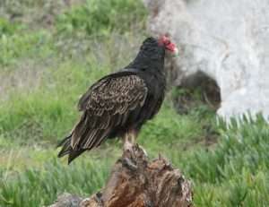 A large dark brown bird with a bright red head and a hooked beak sits on a stump for article on turkey vultures