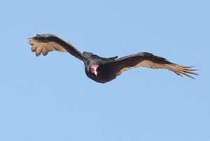A large brown bird with a red head flies directly toward the viewer; the wings are held in a slight V shape. For article on turkey vultures.