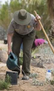 A park ranger at Joshua Tree waters a new planting for article on tree die-back