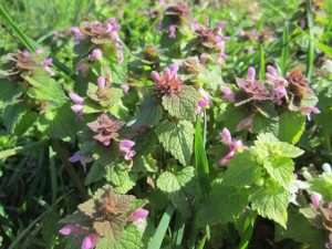 A cluster of plants with green and purple heart-shaped leaves and pink flowers, with blades of grass peeking between the plants, for article on red deadnettle