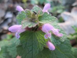 A close-up view of green heart-shaped leaves with pink, trumpet-shaped flowers growing underneath them for article on red deadnettle