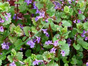 A cluster of plants with dark red stems, deep green, round leaves, and blue flowers for article on red deadnettle