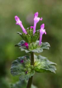 A close-up with green, rounded leaves with scalloped edges, with three pink, trumpet-shaped flowers growing erect at the top for article on red deadnettle