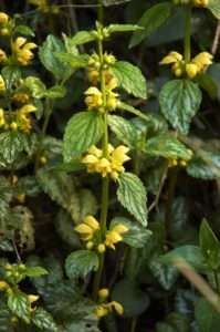 A straight green stem has oval-shaped serrated leaves at intervals with clusters of yellow flowers for article on red deadnettle