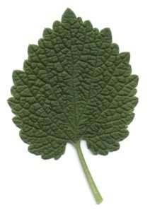 A white background with a green, heart-shaped leaves with scalloped edges for article on red deadnettle