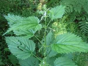 Heart-shaped green leaves with sharp serrations on a green stem for article on red deadnettle