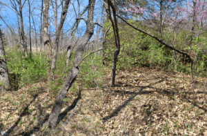 Two woodland scenes, one with many small green plants in the foreground, and the other with only a few, for article on habitat restoration.