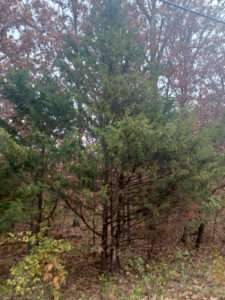 A picture of a green conifer tree in a mixed tree forest for article on habitat restoration.