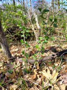 A plant consisting of two woody stems with some rounded, scallop-edged green leaves at intervals all the way up, against a bed of dry brown leaves, for article on habitat restoration.