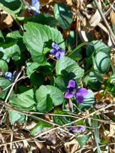 Small purple flowers with green heart-shaped leaves surrounded by dried pine needles for article on habitat restoration