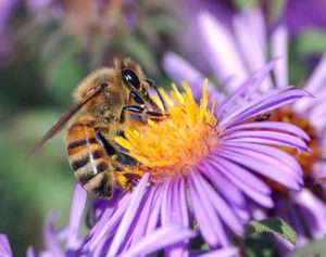 A golden-brown bee with dark stripes on her abdomen collects nectar from a purple aster type flower with a bright yellow center.