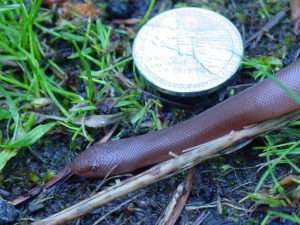 A close-up of a young rubber boa next to a nickel on a grassy background