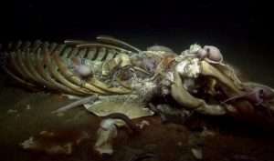 A photo of a whale skeleton covered in octopuses and other marine wildlife for article on whale falls