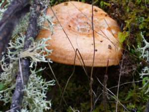 A close up of a mushroom cap with faint concentric rings of varying shades of orange.