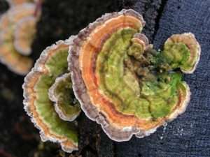 A pair of turkey tail mushrooms showing green bands where algae has grown on them.