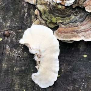 A close-up of the white, pored underside of a turkey tail mushroom next to a few examples showing the varied colors of the upper side of the caps, lying on a log