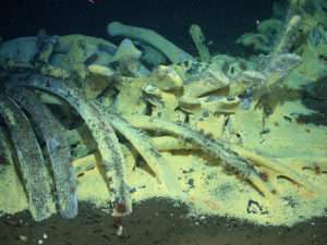Whale bones are covered in a yellowish mat of bacteria for article on whale falls