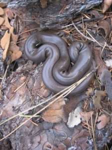 A shiny, smooth-scaled brown snake lies curled up on a bed of dry, brown leaves for article on the rubber boa