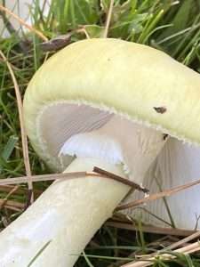 A large white mushroom whose cap has a yellowish tint.