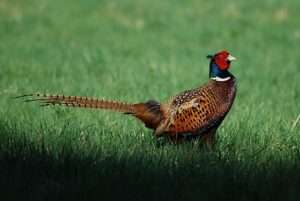 A golden-brown bird with a green head and neck and bright red face, and a very long striped tail, walks across a green grass lawn. 
