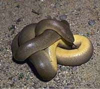 A brown snake curled up to show its yellow belly on a sandy surface for rubber boa article