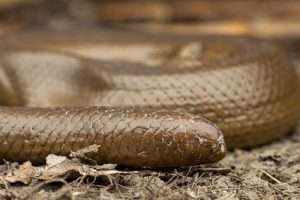 The blunt, brown tail tip of a rubber boa