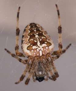 An orange-brown spider with white markings on her large round abdomen sits in her web.