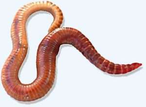 A close-up of a red-tinted earthworm with a pale underside on a white background. 