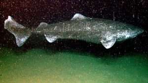 A picture of the right side of a dark gray and greenish shark with pale fins near the bottom of the ocean for article on whale falls