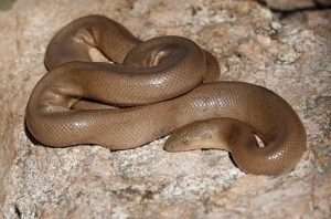 A brown rubber boa identical in appearance to the others, lying curled on a rock.