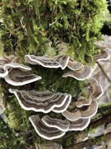A series of semicircular mushrooms with brown and white colored bands growing on a moss covered log for article on turkey tail mushrooms