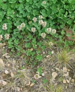 A field of green clover with round, white floral heads made of many tiny tube-shaped flowers.