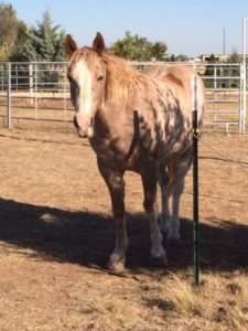 A brown horse has a darker brown patch on its left hip.