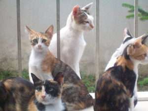 A group of five young calido cats, all shows variations on orange and black patches on a white background.