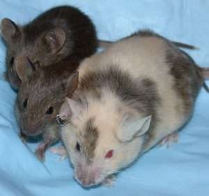 Three mice on a blue blanket, two smaller dark ones and one that is cream with gray patches.