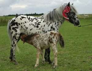 Two white horses, one mare with black spots and one foal with chestnut spots, stand in a green grassy field.