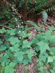 A plant with three-lobed leaves and a slender stem with delicate white flowers for master naturalist article