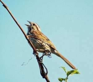 A brown and white song sparrow singing while clinging to a thin branch with green leaves against a blue sky for article on why birds stopped singing