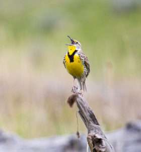 A western meadowlark with a brown back and a bright yellow chest with a black V on it sings on top of a dead branch for article on why birds stopped singing.
