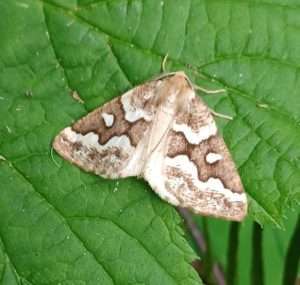 A grayish-brown and white moth on a green leaf for article on why to care about insects