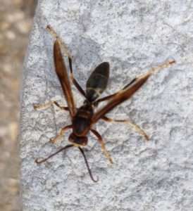 A dark brown wasp with yellow markings and antennae that are curled at the tips for article on why to care about insects