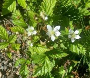 A plant with bright green, jagged-edged leaves and white, five-petaled flowers growing in the sunlight for trailing blackberry article