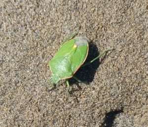 A shiny light green beetle with a pale yellow border around the edges of its body walking across light brown sand for article on why to care about insects