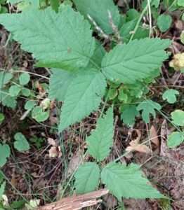 A plant that has three jagged green leaves on one stem for article on trailing blackberry