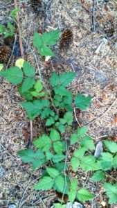 Thin purple vines with tiny thorns trail along the ground while displaying trios of green, jagged leaves for article on trailing blackberry