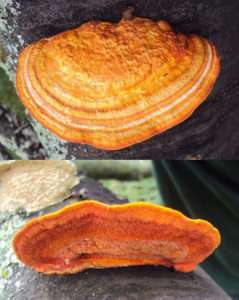 A mushroom similar to the above, but bright orange both above and underneath for article on chicken of the woods.