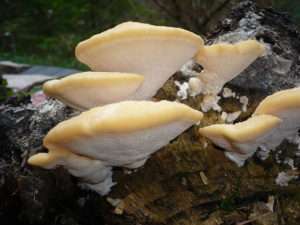 A mushroom similar to all of the above, but more of a cream color with a darker cream edge, growing out of an old stump in a cluster of a half a dozen mushrooms for article on chicken of the woods.