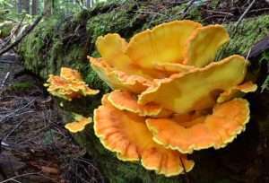 A large group of orange and yellow shelf-shaped mushrooms, showing the yellow undersides in particular for article on chicken of the woods.