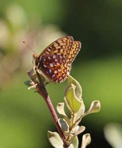 A butterfly with earthy red and orange wings with white and black spots on a red twig with small green leaves for article on why insects need native plants